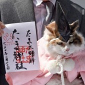 Trưởng ga mèo Nitama trở thành trụ trì đền Tama